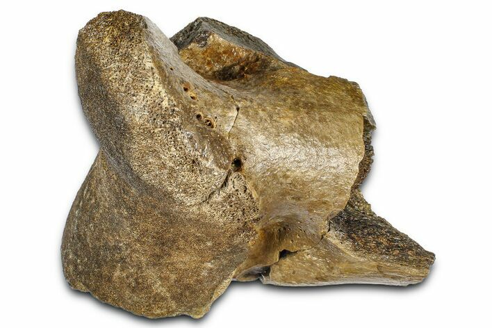 Fossil Tyrannosaur (T rex) Partial Toe Bone - Wyoming #382555